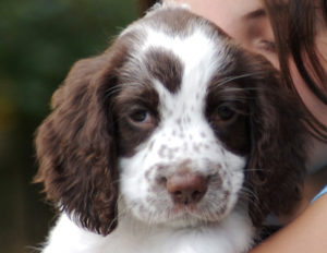 young girl hugging a puppy