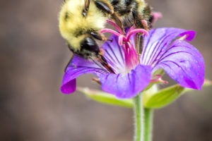 bumblebee on a flower