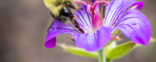 bumblebee on a flower