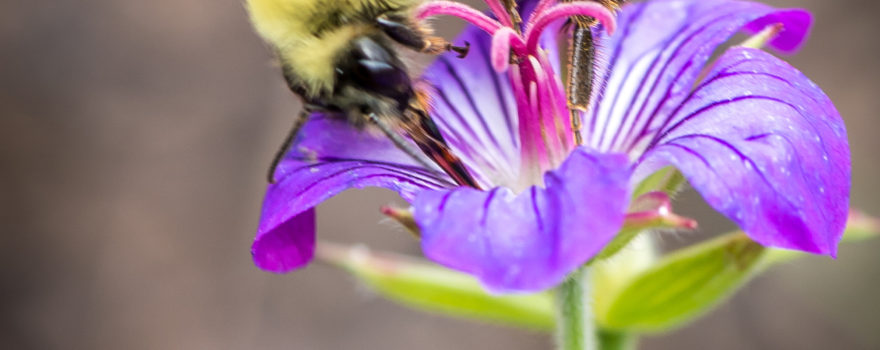 bumblebee on a flower