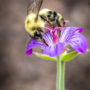 bumblebee on a flower